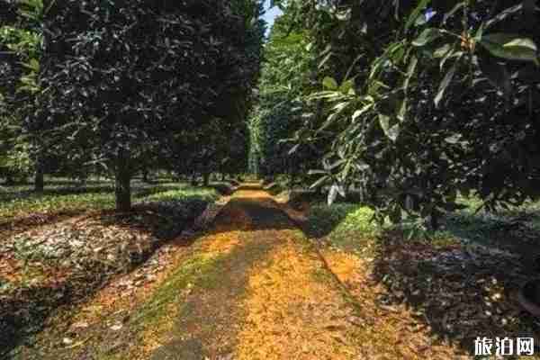 成都桂花哪里最好看