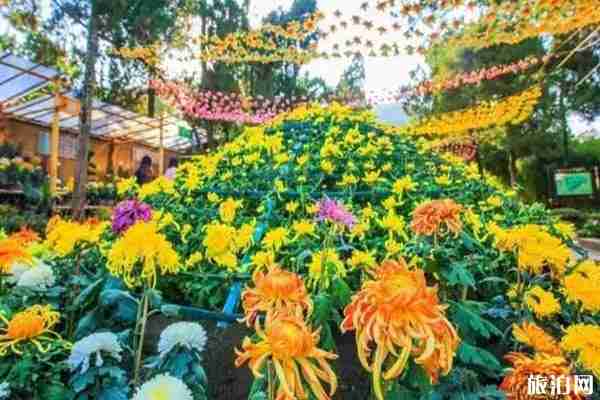 无锡九月赏花景点整理 无锡九月赏花景点整理