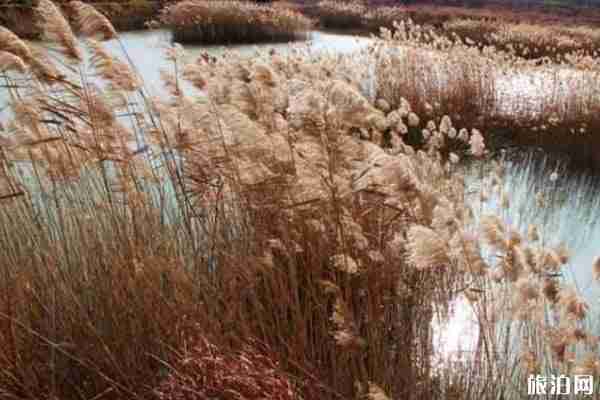 无锡九月赏花景点整理