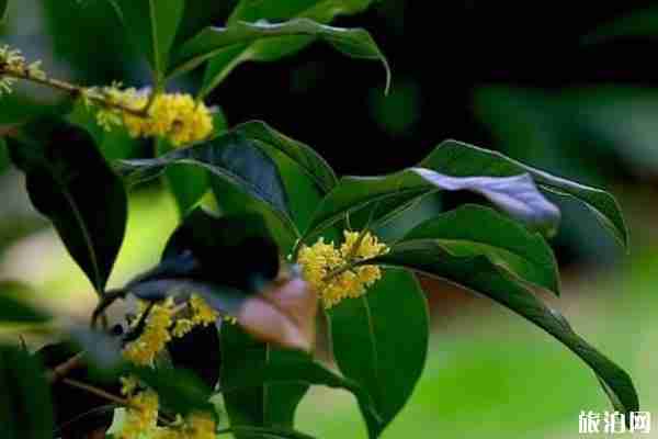 无锡九月赏花景点整理 无锡九月赏花景点整理