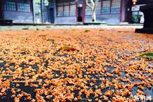 成都桂花哪里最好看