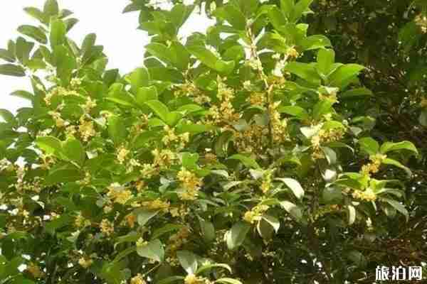 成都桂花哪里最好看