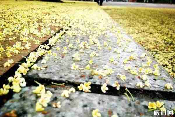 成都桂花哪里最好看
