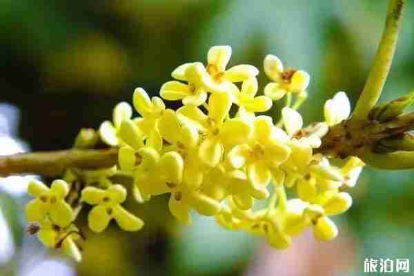 昆明哪里有桂花可以看 昆明哪里有桂花可以看