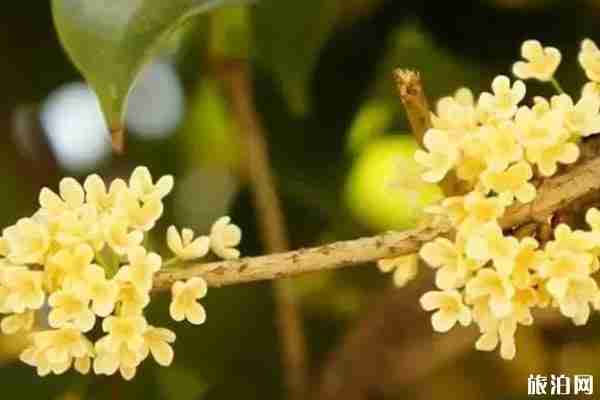 昆明哪里有桂花可以看 昆明哪里有桂花可以看