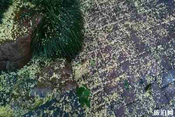 昆明哪里有桂花可以看 昆明哪里有桂花可以看