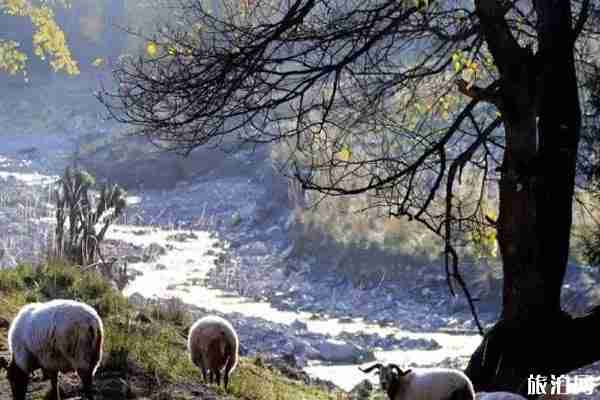 青海秋景最美的地方推荐