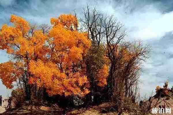 青海秋景最美的地方推荐