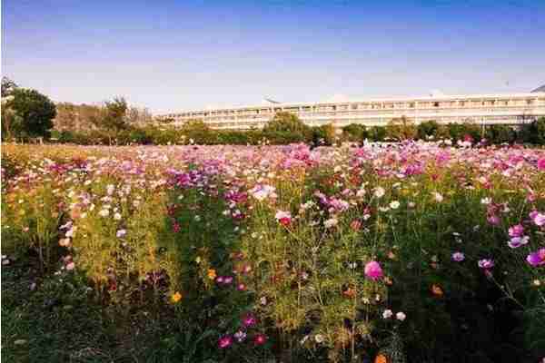 南京格桑花的地方有哪些