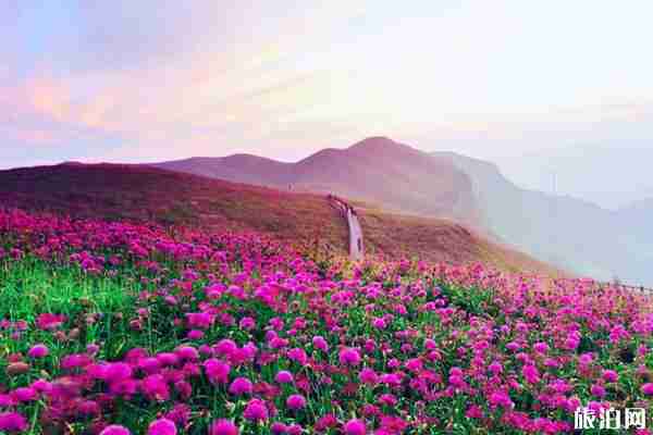 中國最美花海圣地在哪里 中國最美花海圣地在哪里