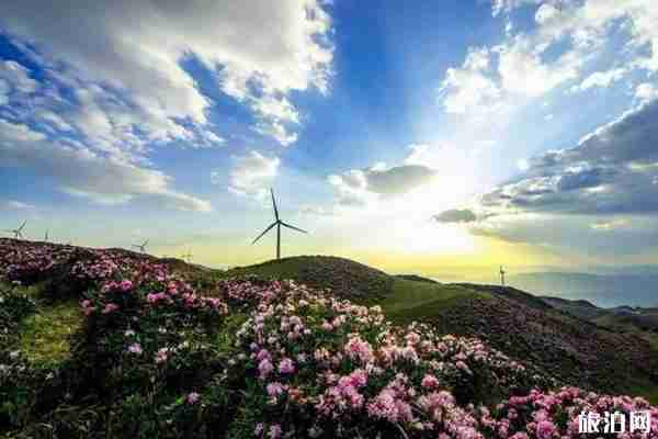 中國最美花海圣地在哪里 中國最美花海圣地在哪里