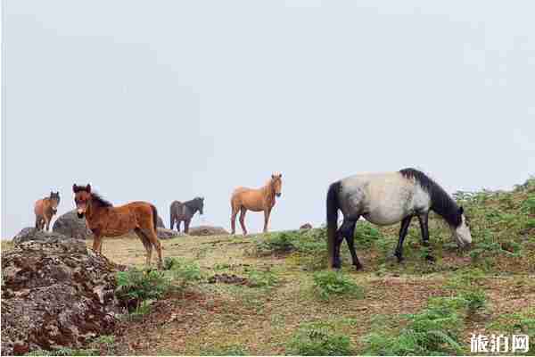 昆明轎子雪山旅游交通指南 昆明轎子雪山旅游交通指南