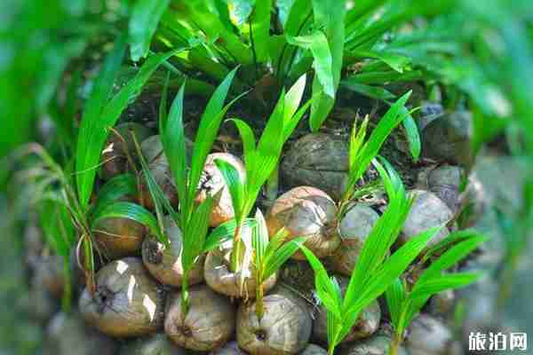 興隆熱帶植物園好玩嗎 興隆熱帶植物園游玩攻略