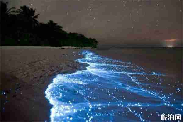 平潭哪里能看到藍眼淚 平潭哪里能看到藍眼淚