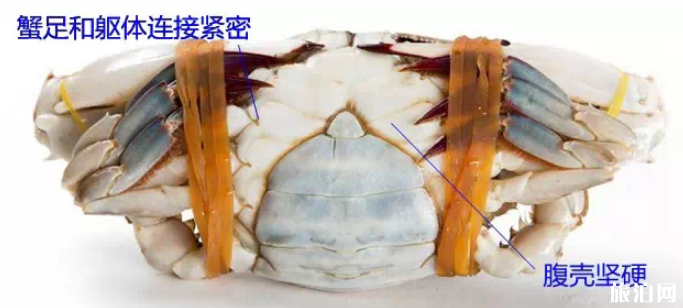 2019渤海灣開海時間 海鮮挑選攻略