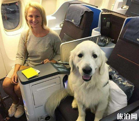 坐飛機可以帶寵物狗嗎 坐飛機寵物托運流程 坐飛機可以帶寵物狗嗎 坐飛機寵物托運流程