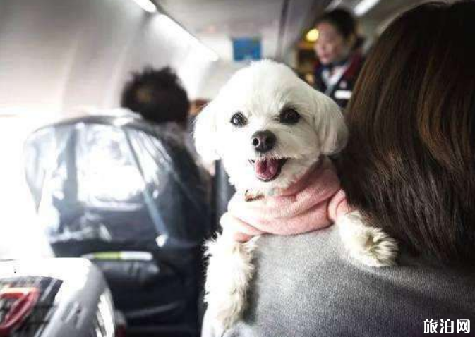 坐飛機可以帶寵物狗嗎 坐飛機寵物托運流程 坐飛機可以帶寵物狗嗎 坐飛機寵物托運流程