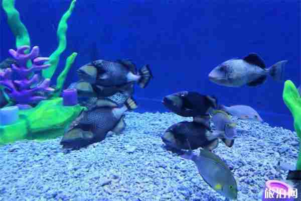 荆州小梅沙海洋馆门票多少钱 荆州小梅沙海洋馆门票多少钱