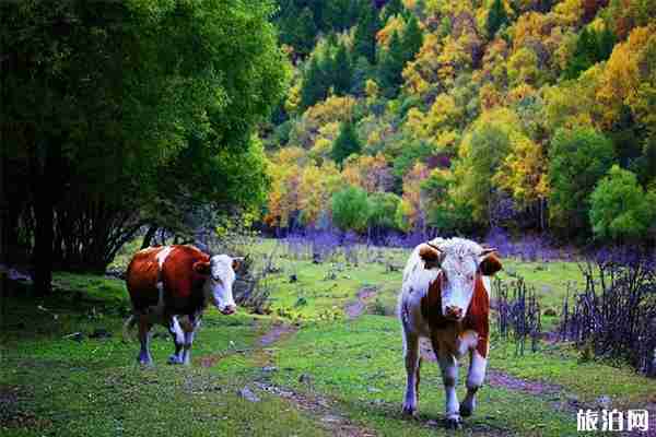 沽源老掌溝游玩攻略+交通指南