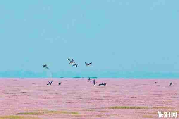 江西有哪些值得打卡的網紅湖泊  2019江西自由行攻略