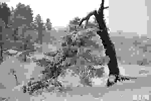 抵達呼倫貝爾的多種交通方式