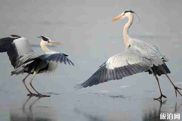 白洋淀和衡水湖哪個(gè)好玩 白洋淀和衡水湖有什么區(qū)別 白洋淀和衡水湖哪個(gè)好玩 白洋淀和衡水湖有什么區(qū)別