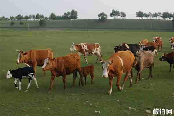 張家口有哪些必去是熱門景點(diǎn)