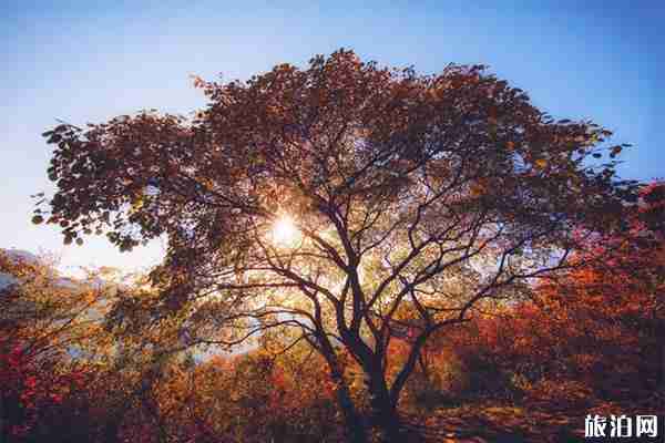 房山周口店坡峰岭风景区好玩吗 门票多少钱