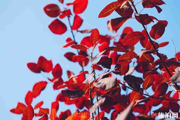 房山周口店坡峰岭风景区好玩吗 门票多少钱