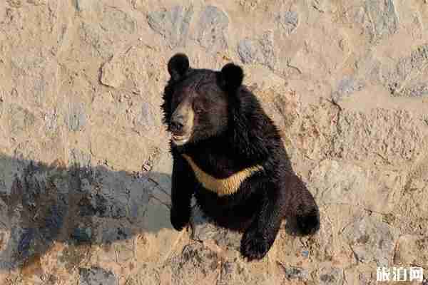 石家庄市动物园门票多少钱 海洋馆表演时间
