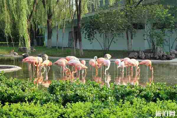 石家庄市动物园门票多少钱 海洋馆表演时间