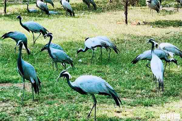 秦皇岛野生动物园一日游玩攻略 秦皇岛野生动物园一日游玩攻略