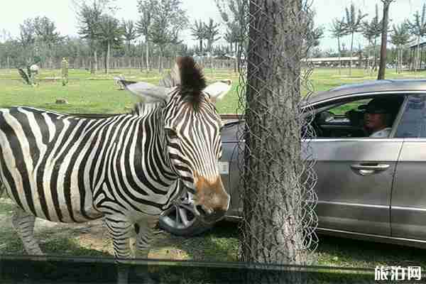 秦皇岛野生动物园一日游玩攻略 秦皇岛野生动物园一日游玩攻略