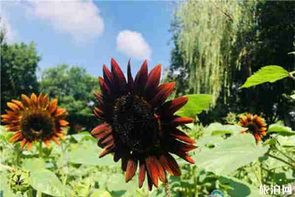 常州圩墩公園向日葵花期 什么時候開