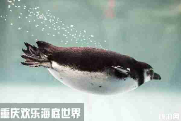 2019重庆欢乐海底世界中秋节特惠活动时间+地点+交通指南 2019重庆欢乐海底世界中秋节特惠活动时间+地点+交通指南