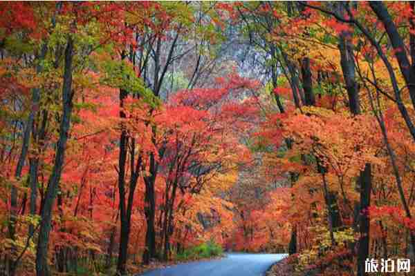丹东赏枫叶的地方推荐 丹东赏枫叶的地方推荐
