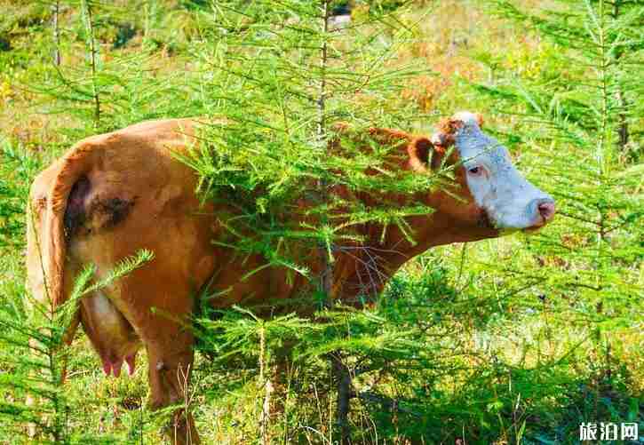 京北第一天路自駕攻略 京北第一天路自駕攻略
