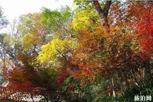 南京枫叶观赏地推荐 南京枫叶观赏地推荐