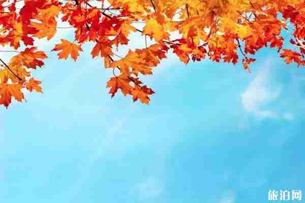 南京枫叶观赏地推荐 南京枫叶观赏地推荐