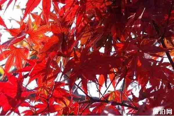 南京枫叶观赏地推荐 南京枫叶观赏地推荐