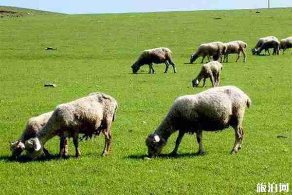 科尔沁草原好玩吗 风景怎么样 科尔沁草原好玩吗 风景怎么样