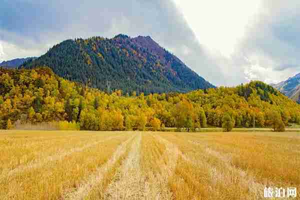 青海门源有什么好玩的 热门景点推荐 青海门源有什么好玩的 热门景点推荐