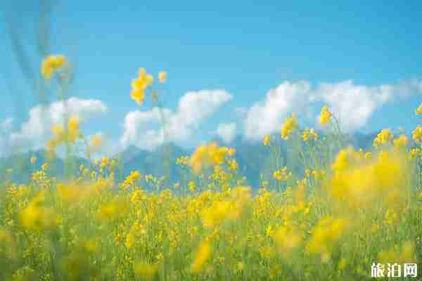 青海门源有什么好玩的 热门景点推荐 青海门源有什么好玩的 热门景点推荐