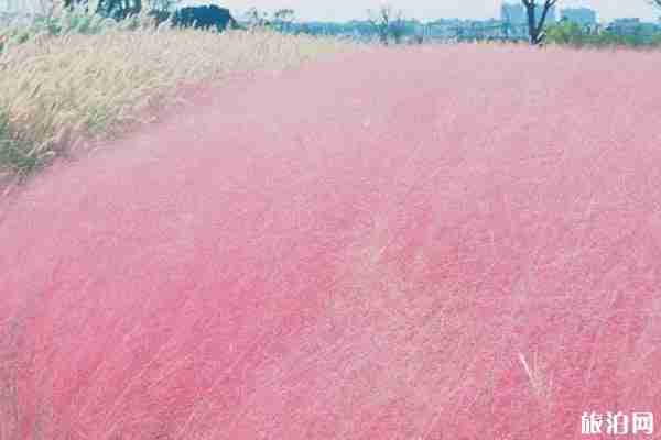 浦江粉黛乱子草在哪