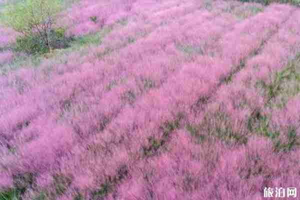浦江粉黛乱子草在哪