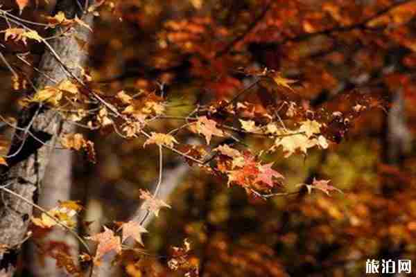 中国枫叶最好看的地方推荐+观赏时间