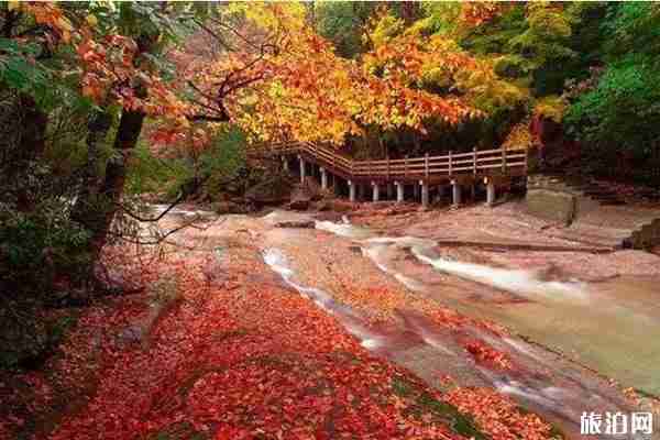四川枫叶最美的地方推荐+地址+最佳观赏时间+门票
