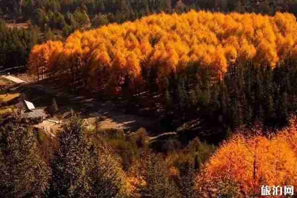 四川枫叶最美的地方推荐+地址+最佳观赏时间+门票