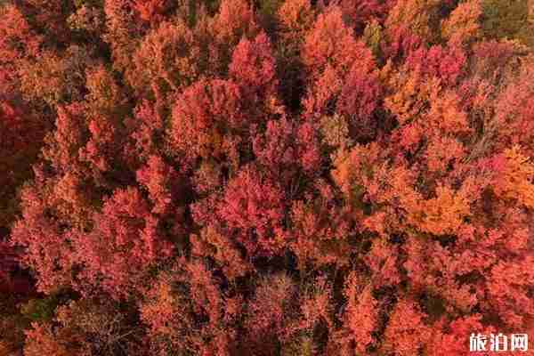 四川枫叶最美的地方推荐+地址+最佳观赏时间+门票