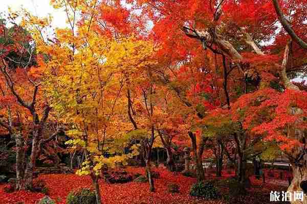 江浙赏枫叶地点推荐+门票